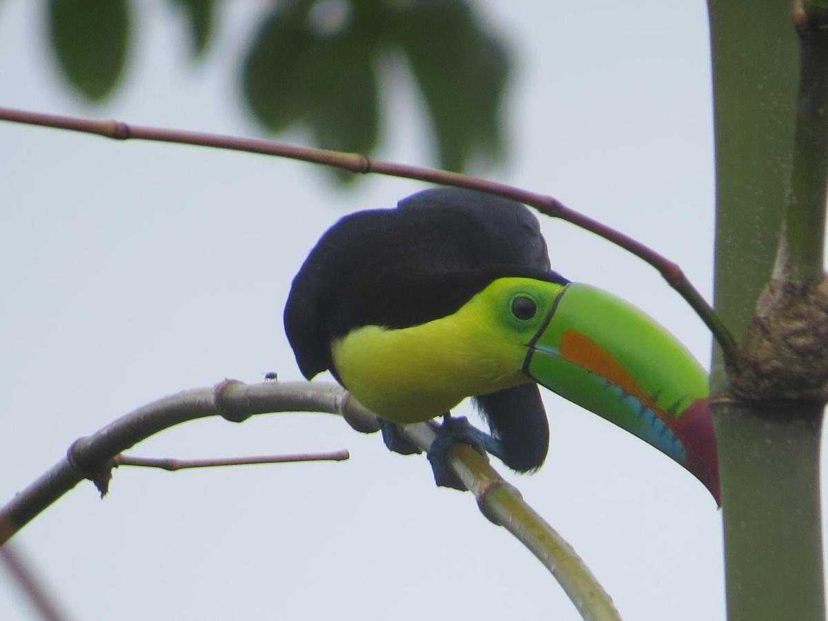 Hotel Pedacito De Cielo Boca Tapada Eksteriør bilde