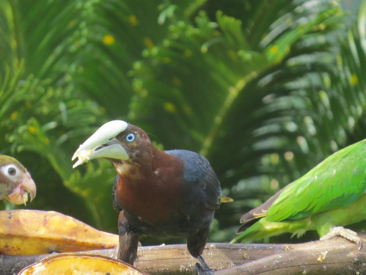 Hotel Pedacito De Cielo Boca Tapada Eksteriør bilde